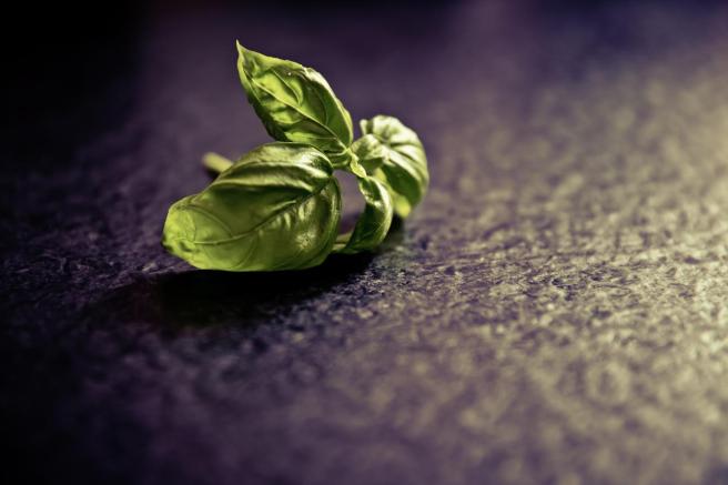 basil_spice_plant_food